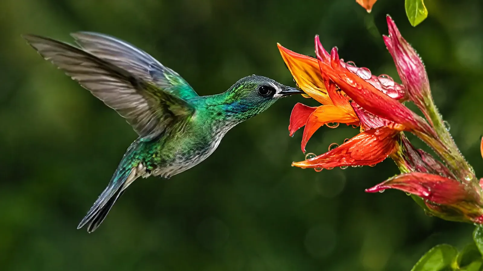 Veo 3.1 Fast example: Hummingbird hovering at a flower, macro